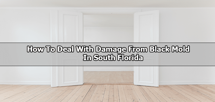 How To Deal With Damage From Black Mold In South Florida