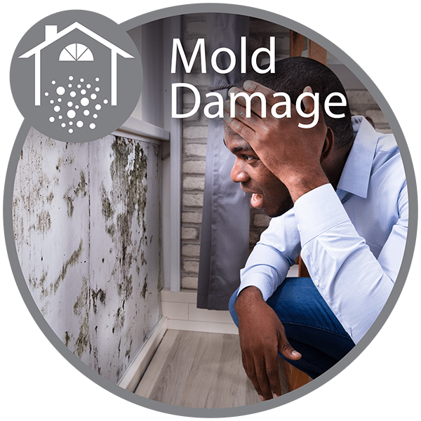 Mold Damage Inspection