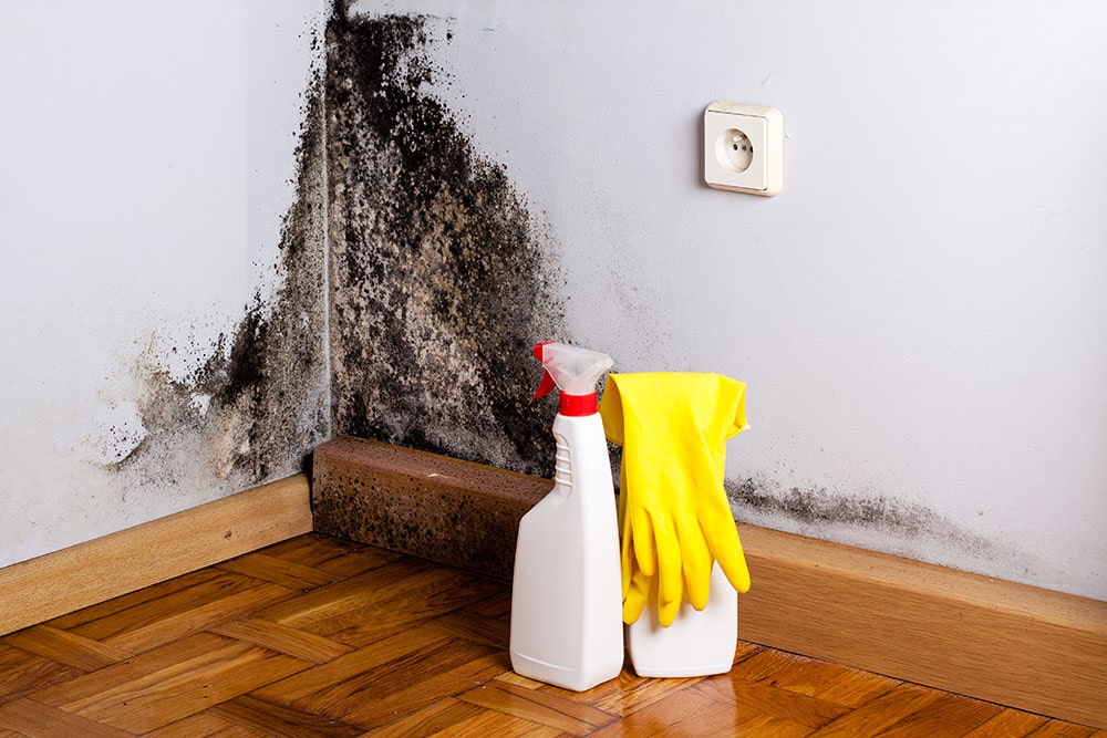 5 Reasons Why DIY Mold Removal Isn’t the Best Idea