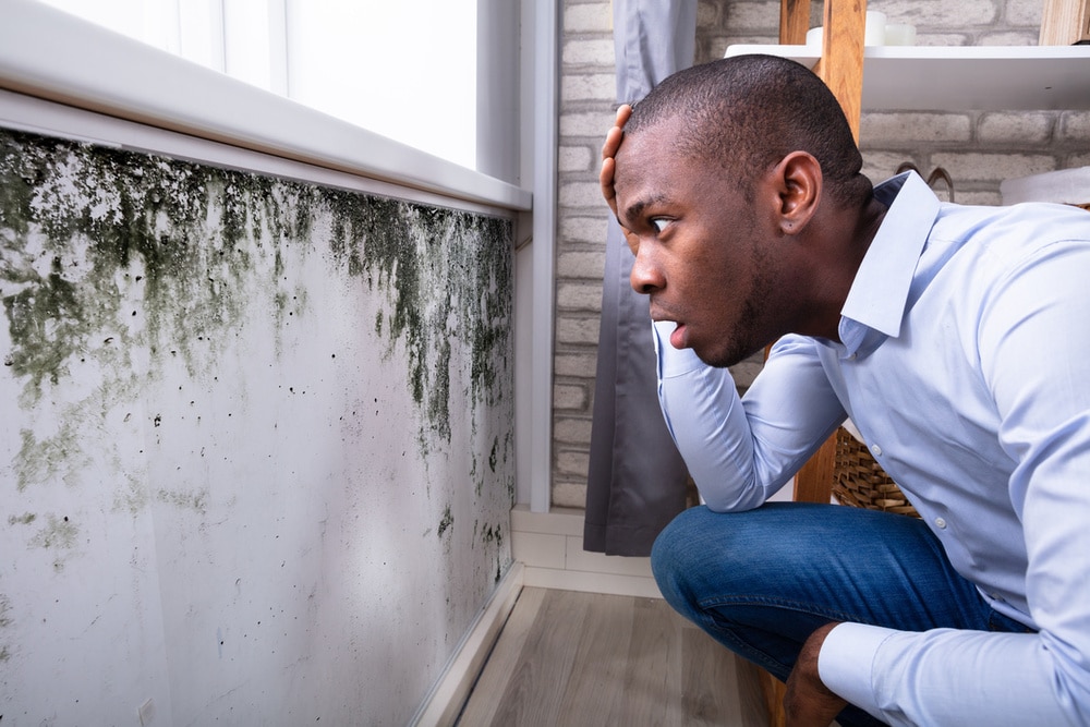 what is black mold? black mold remediation