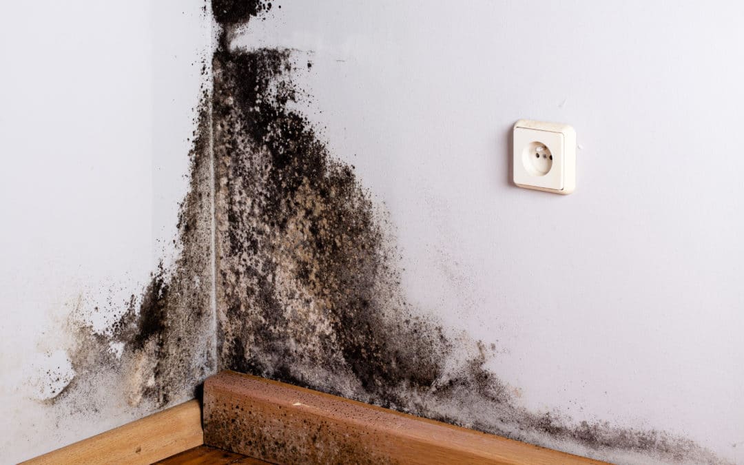Why Does Attic Mold Develop and What Can Be Done About It?